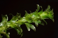 Egeria densa