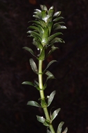 Egeria densa