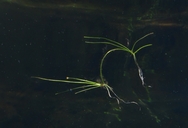 Eleocharis acicularis