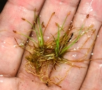 Eleocharis acicularis