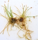 Eleocharis acicularis