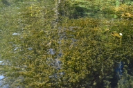 Elodea canadensis