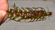 Elodea canadensis