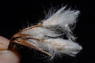 Eriophorum angustifolium ssp. angustifolium