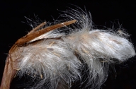 Eriophorum angustifolium ssp. angustifolium