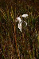 Eriophorum angustifolium ssp. angustifolium