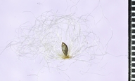 Eriophorum angustifolium ssp. angustifolium