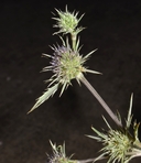 Eryngium petiolatum