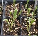 Eryngium petiolatum