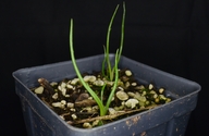 Eryngium petiolatum