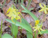 Erythronium grandiflorum var. grandiflorum