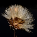 Eucephalus ledophyllus var. ledophyllus