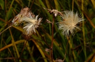 Eucephalus ledophyllus var. ledophyllus