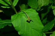 Euonymus occidentalis