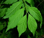 Euonymus occidentalis