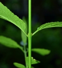 Euonymus occidentalis