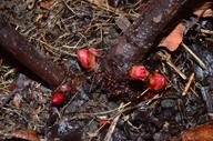 Fallopia sachalinensis