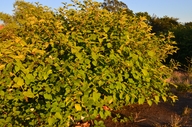 Fallopia sachalinensis