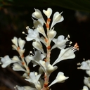 Fallopia sachalinensis