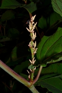 Fallopia sachalinensis