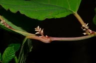 Fallopia sachalinensis