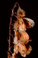 Fallopia sachalinensis