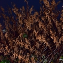 Fallopia sachalinensis