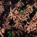 Fallopia sachalinensis