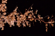 Fallopia sachalinensis