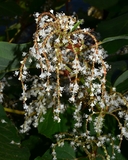 Fallopia sachalinensis