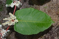 Fallopia sachalinensis