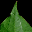 Reynoutria sachalinensis