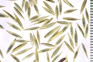 Festuca rubra ssp. rubra