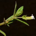Gratiola neglecta