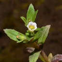Gratiola neglecta