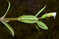 Gratiola neglecta