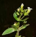 Gratiola neglecta