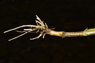Gratiola neglecta