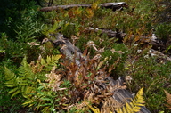 Helianthella uniflora