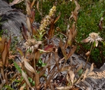 Helianthella uniflora
