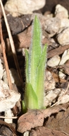 Helianthella uniflora