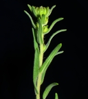 Hemizonia congesta