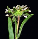 Hemizonia congesta