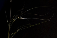 Hesperostipa comata ssp. comata