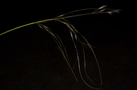 Hesperostipa comata ssp. comata