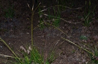 Hesperostipa comata ssp. comata