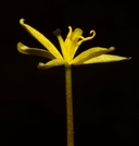 Heteranthera dubia