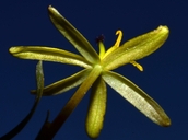 Heteranthera dubia