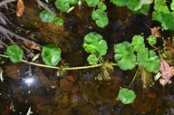 Hydrocotyle ranunculoides