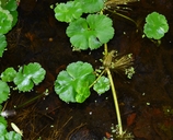 Hydrocotyle ranunculoides
